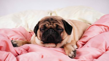 İnsan yatağında komik bir portre köpeği. Zavallı, hasta, sıkılmış köpek konsepti. Hayvan bakımı ve hayvan bakımı konsepti. Metin kopyalama alanı.