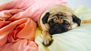 Şirin köpek cinsinin yüzünü kapat üzgün gözleri açık bir köpek yatağında uzan.