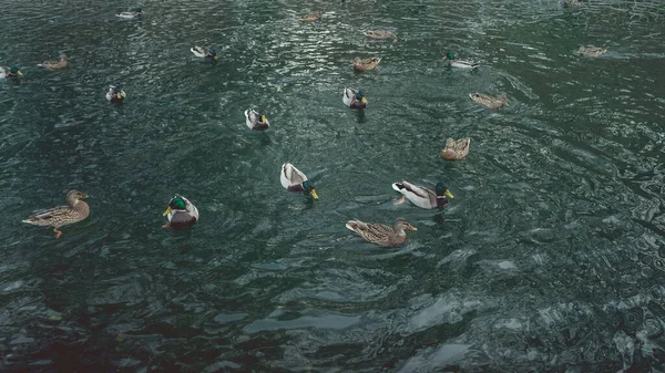 Um monte de belos patos estão em um lago limpo no parque . — Fotografia de Stock