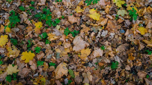 La texture des feuilles jaunes tombées . — Photo