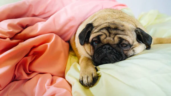 Şirin köpek cinsinin yüzünü kapat üzgün gözleri açık bir köpek yatağında uzan. — Stok fotoğraf