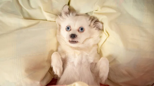Egy kis laza kutya fekszik az ágyon. Kis fehér kutya kék szemekkel az ágyon fekszik otthon. Állatbarát szállás: kutya alszik párnákon és paplan az ágyon — Stock Fotó