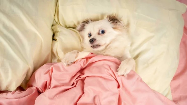Kleiner entspannter Hund im Bett liegend. kleiner weißer Hund mit blauen Augen zu Hause auf dem Bett liegend. Haustierfreundliche Unterkunft: Hund schläft auf Kissen und Bettdecke auf dem Bett — Stockfoto