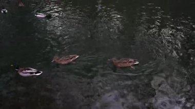 A lot of beautiful ducks are in a clean pond in the park.
