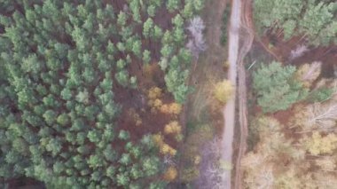 Sonbahar orman insansız hava aracı görüntüsü, ağaçların yukarıdan görünüşü..
