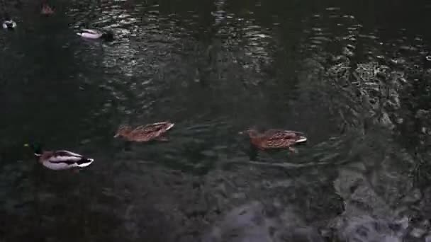 A lot of beautiful ducks are in a clean pond in the park. — Stock video