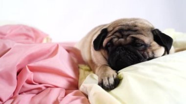 İnsan yatağında komik bir portre.. 