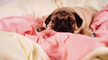 İnsan yatağında komik bir portre köpeği. Zavallı, hasta, sıkılmış köpek konsepti. Hayvan bakımı ve hayvan bakımı konsepti. Metin kopyalama alanı.