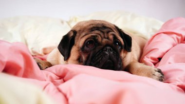 İnsan yatağında komik bir portre köpeği. Zavallı, hasta, sıkılmış köpek konsepti. Hayvan bakımı ve hayvan bakımı konsepti. Metin kopyalama alanı.