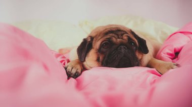 Üzgün gözleri açık bir şekilde köpek yatağında uzanan sevimli köpek cinsinin yüzünü kapatın. İnsan yatağında komik bir portre köpeği. Zavallı, hasta, sıkılmış köpek konsepti. Hayvan bakımı ve hayvan bakımı konsepti. Metin kopyalama alanı.