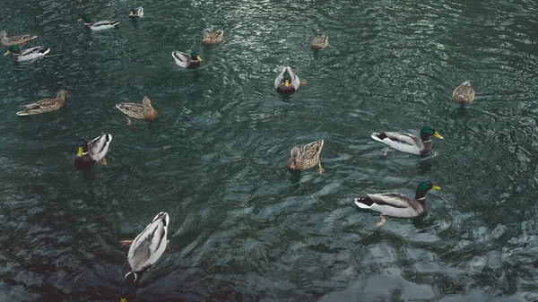 Um monte de belos patos estão em um lago limpo no parque . — Fotografia de Stock