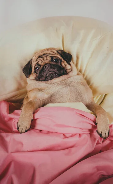 Close up face of cute pug dog breed lying on a dogs bed with sad eyes opened. Pet friendly accommodation: dog asleep on pillows and duvet on bed — Stock Photo, Image
