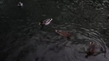 A lot of beautiful ducks are in a clean pond in the park.