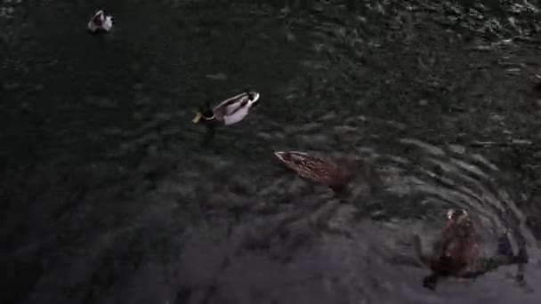 Un montón de hermosos patos están en un estanque limpio en el parque . — Vídeos de Stock