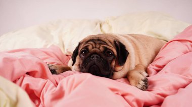 İnsan yatağında komik bir portre köpeği. Zavallı, hasta, sıkılmış köpek konsepti. Hayvan bakımı ve hayvan bakımı konsepti. Metin kopyalama alanı.