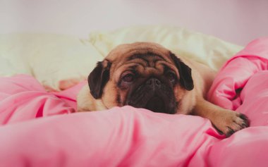 Üzgün gözleri açık bir şekilde köpek yatağında uzanan sevimli köpek cinsinin yüzünü kapatın. İnsan yatağında komik bir portre köpeği. Zavallı, hasta, sıkılmış köpek konsepti. Hayvan bakımı ve hayvan bakımı konsepti. Metin kopyalama alanı.