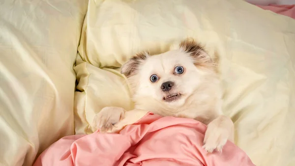 Маленькая расслабленная собачка лежит на кровати. Маленькая белая собачка с голубыми глазами, лежащая дома на кровати. Размещение с домашними животными: собака спит на подушках и одеяло на кровати — стоковое фото