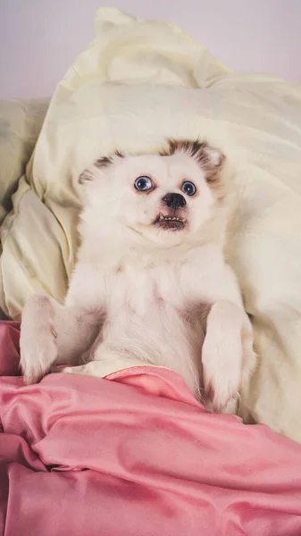 Lite avslappnad hund liggande på sängen. Liten vit hund med blå ögon liggande på sängen hemma. Sällskapsdjur vänligt boende: hund sover på kuddar och täcke på sängen — Stockfoto