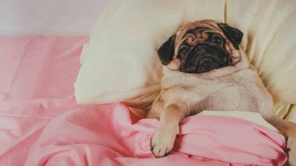 Close-up gezicht van schattige pug hond ras liggend op een honden bed met droevige ogen geopend. Huisdiervriendelijke accommodatie: hond slaapt op kussens en dekbed Stockafbeelding