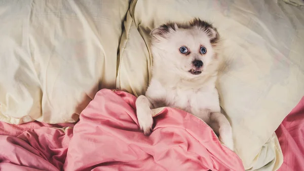 Küçük rahat köpek yatakta uzanıyor. Evdeki yatakta yatan mavi gözlü küçük beyaz köpek. Evcil hayvan dostu konaklama: köpek yastıklarda uyuyor ve yorgan yatakta. — Stok fotoğraf