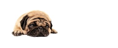 Güzel üzgün bir köpek, izole edilmiş beyaz arka planda, boşlukta yatar.