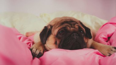 Üzgün gözleri açık bir şekilde köpek yatağında uzanan sevimli köpek cinsinin yüzünü kapatın. İnsan yatağında komik bir portre köpeği. Zavallı, hasta, sıkılmış köpek konsepti. Hayvan bakımı ve hayvan bakımı konsepti. Metin kopyalama alanı.