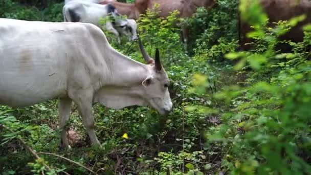 Un grande toro con enormi corna mangia un'erba in una giornata di sole . — Video Stock