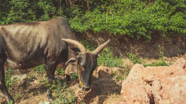 Kocaman boynuzlu bir boğa güneşli bir günde ot yer..