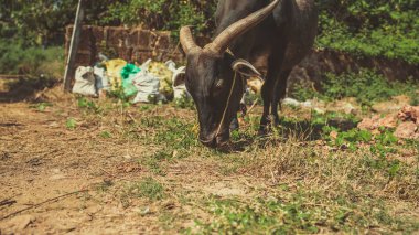 Kocaman boynuzlu bir boğa güneşli bir günde ot yer..