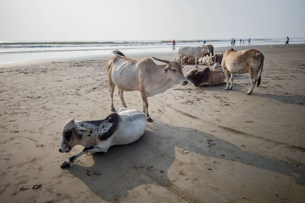 Hindistan sahillerinde inekler, Goa 'da bir sahilde dinlenen inekler. Kutsal Hint inekleri deniz sahilinde dinleniyor.