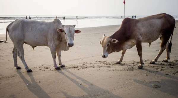 Cows on the beach in India, cows resting on a beach in Goa. Holy Indian cows resting on the sea beach — Stock Photo, Image