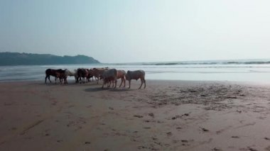 Hindistan sahillerinde inekler, Goa 'da bir sahilde dinlenen inekler..