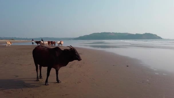 印度海滩上的奶牛 在果阿海滩上休息的奶牛 — 图库视频影像