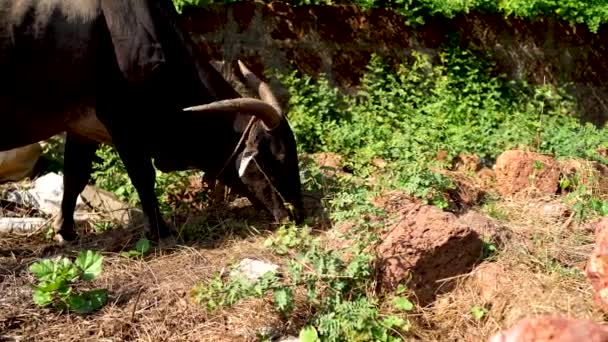 Un gros taureau aux cornes énormes mange une herbe par une journée ensoleillée . — Video