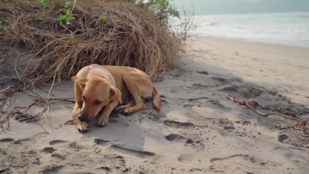 Köpek yavrusu köpek kumsalında kumsalda yatıyor. Terk edilmiş yalnız köpek. — Stok video