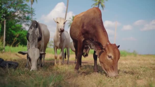 Las vacas jóvenes comen una hierba en un día soleado . — Vídeo de stock