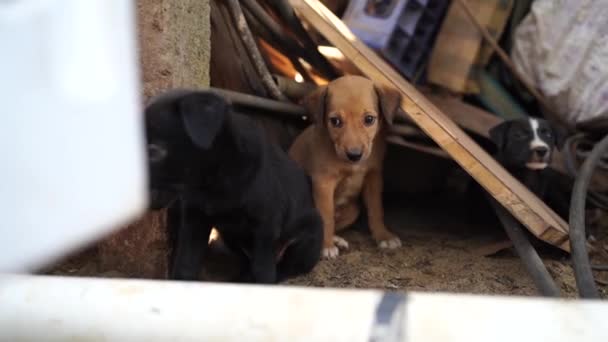 De dakloze puppy 's op een autokerkhof. — Stockvideo