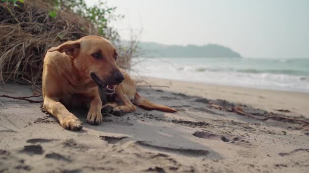 Cão na praia. Um cão engraçado na praia — Vídeo de Stock