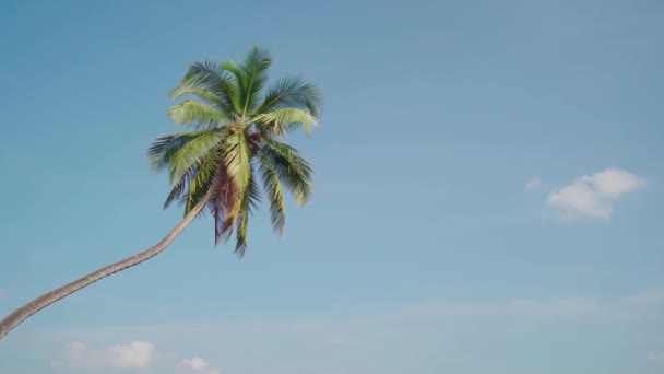 A palmeira no fundo um céu azul ensolarado com as nuvens brancas . — Vídeo de Stock