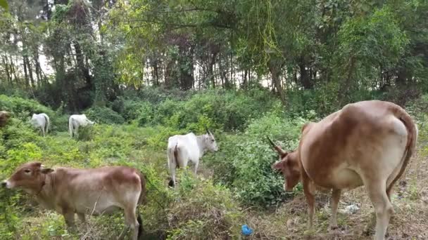 Młode krowy jedzą trawę w słoneczny dzień.. — Wideo stockowe