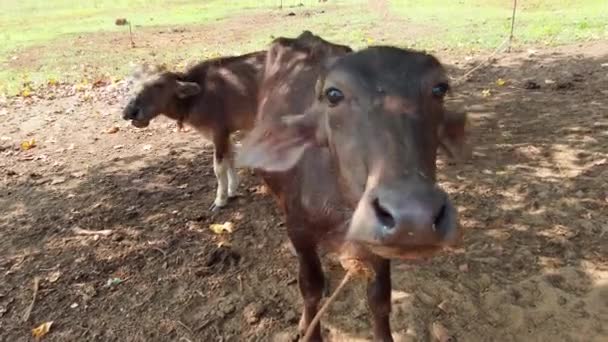 De unga korna betar på en äng. Djuren viftar med öronen för att avvärja irriterande flugor. — Stockvideo