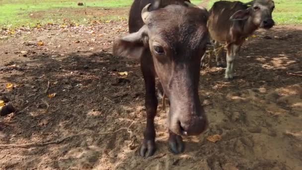 Mladé krávy se pasou na louce. Zvířata mávají ušima, aby zahnala otravné mouchy.. — Stock video