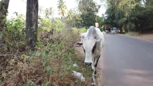 Kawanan sapi berada di jalan antara hutan. — Stok Video