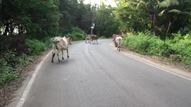 A manada de vacas está na estrada entre as florestas. . — Vídeo de Stock