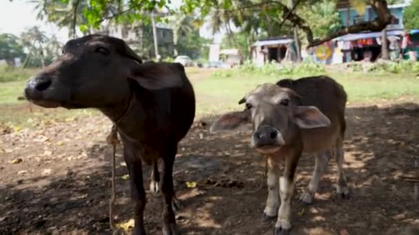 Die jungen Kühe grasen auf einer Weide. die Tiere wedeln mit ihren Ohren, um lästige Fliegen abzuwehren. — Stockvideo