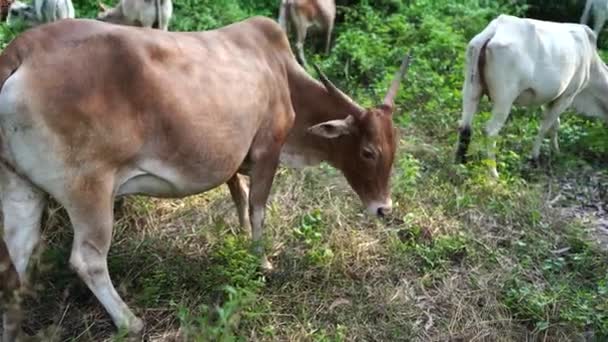 As vacas jovens comem uma grama em um dia ensolarado . — Vídeo de Stock