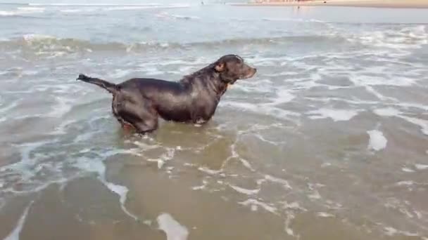 Een grote hond in de zee. De dieren dartelen in het water.. — Stockvideo