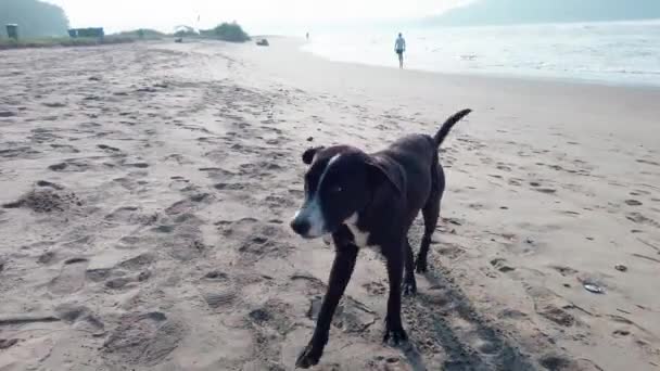 Un gros chien qui marche sur une plage de sable. — Video