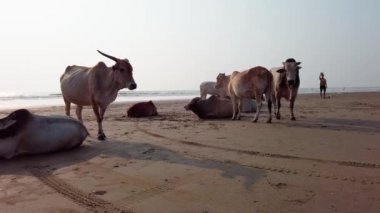 Hindistan sahillerinde inekler, Goa 'da bir sahilde dinlenen inekler..