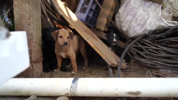 Anak anjing kecil tunawisma di tempat sampah. — Stok Video